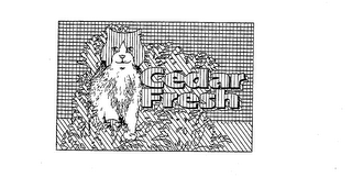 CEDAR FRESH