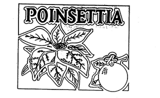 POINSETTIA