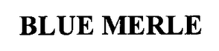 BLUE MERLE